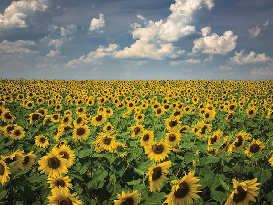 Sunflowers, Iowa