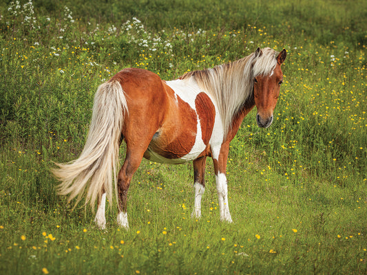 Wild pony, Grayson Highlands State Park, Virgina