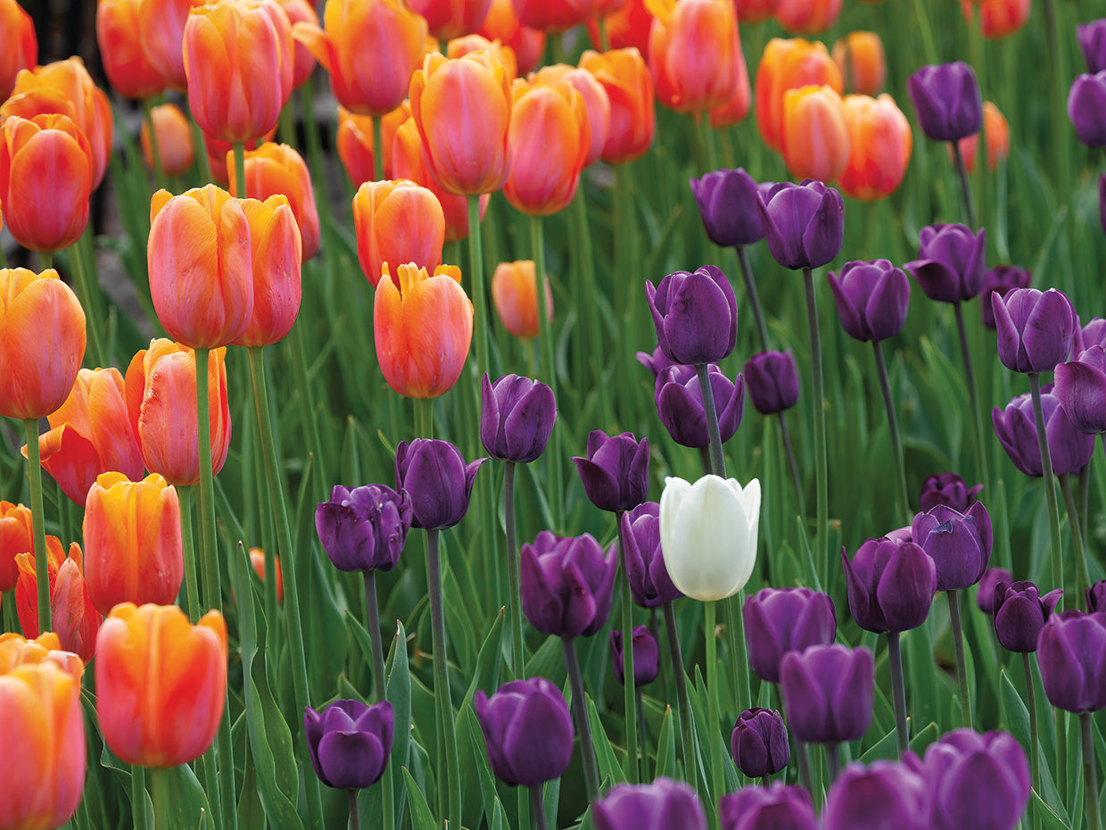 Tulips, Dutch community of Pella Iowa