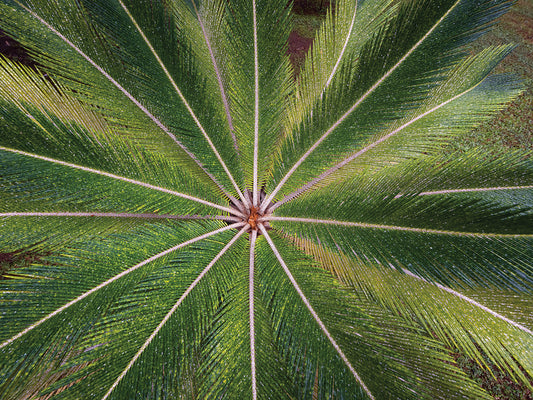 Dwarf Palm, Maui