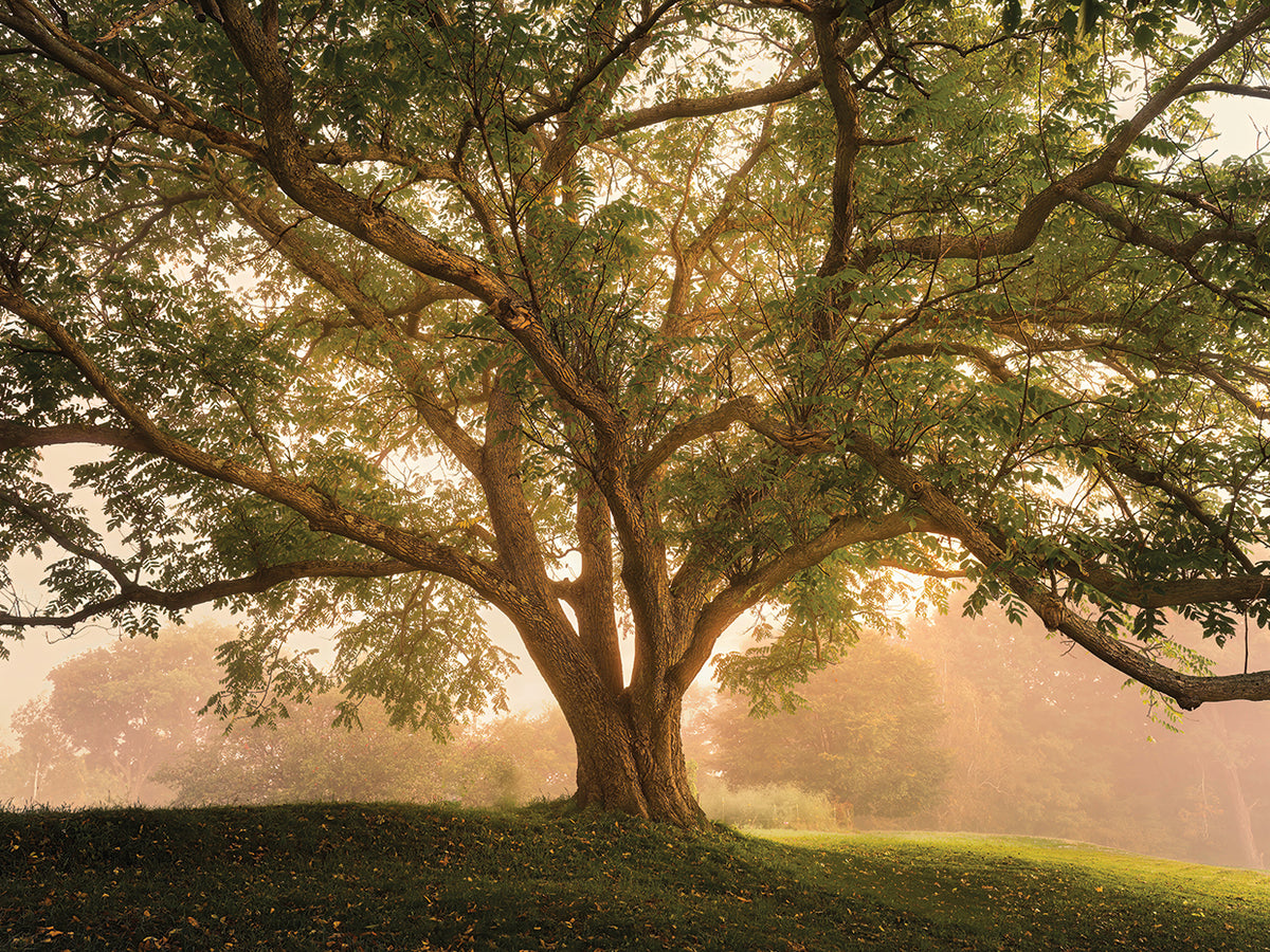 Butternut tree, Southern Vermont