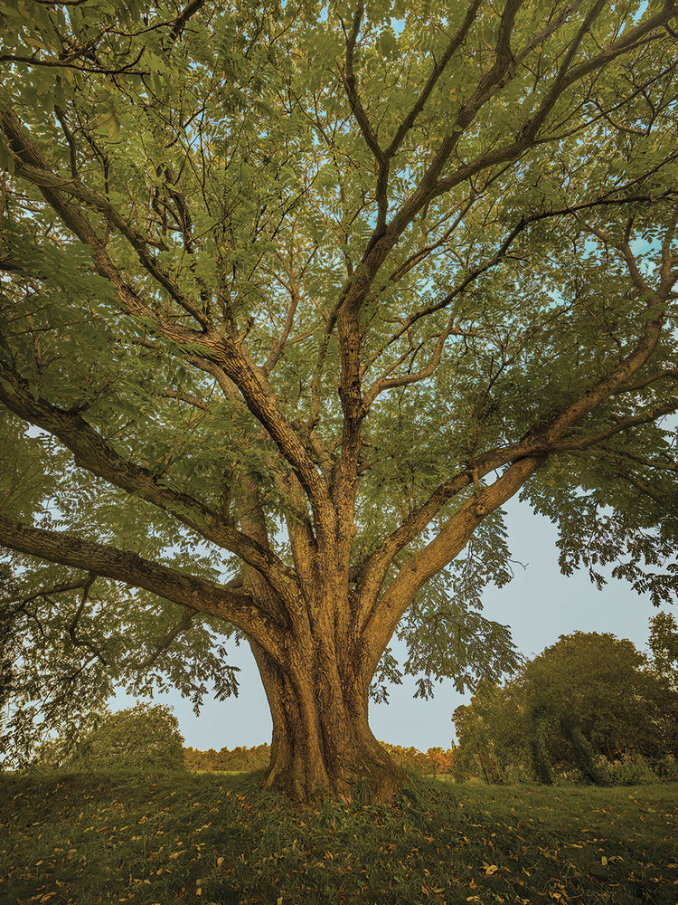 Butternut Tree, Southern Vermont