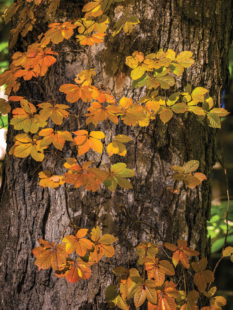Autumn Vine, Southern Vermont