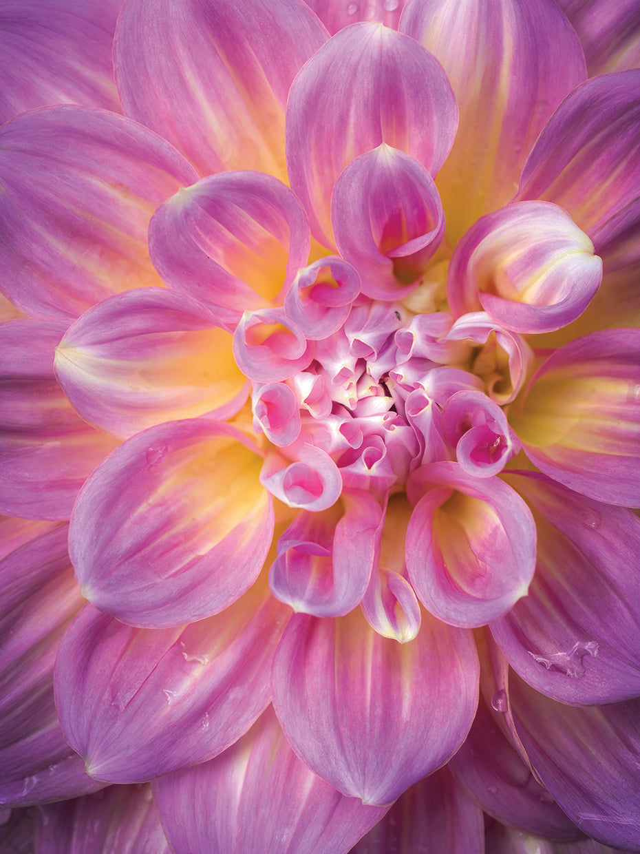 Dahlia,