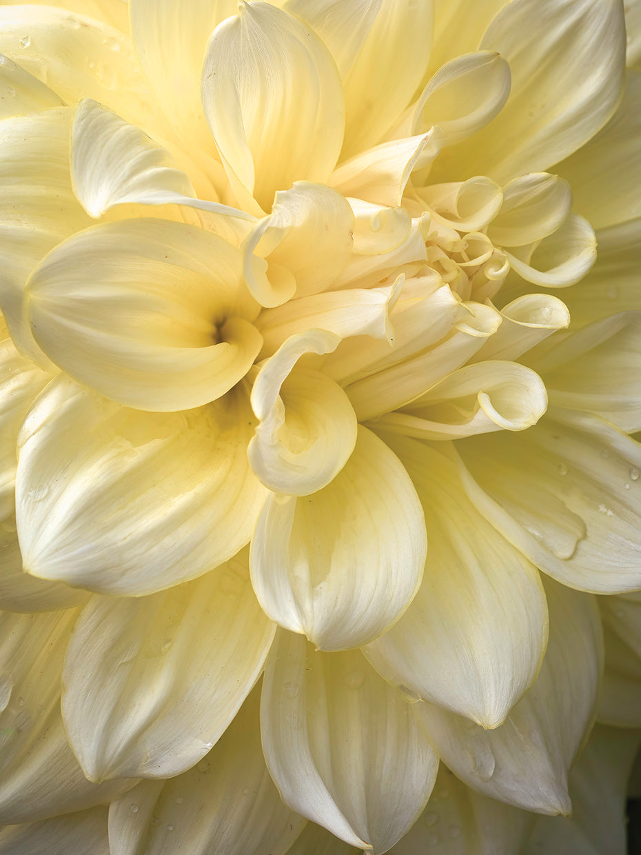 Dahlia,