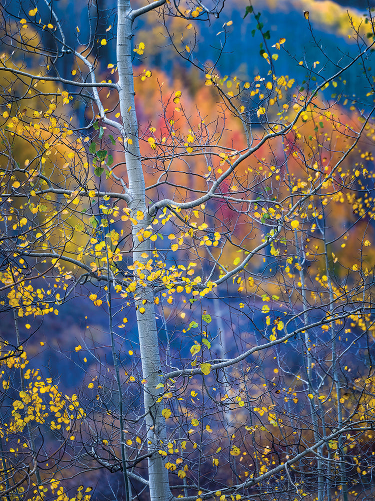 Aspen Tapestry, Crested Butte Colorado