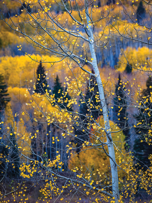 Golden Aspens, Crested Butte Colorado
