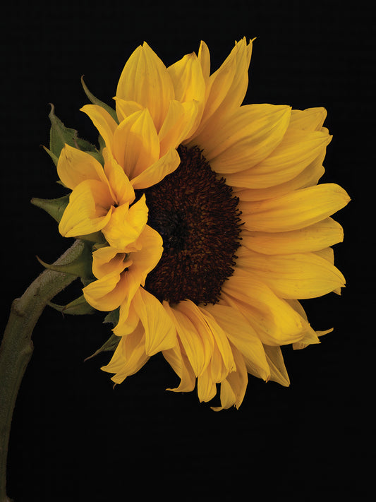 Sunflower,