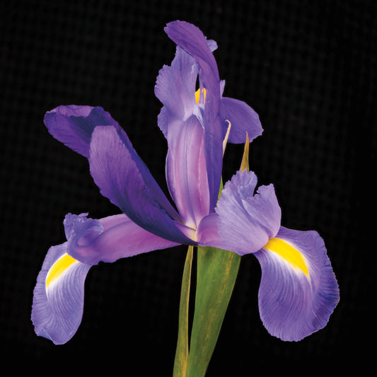 Iris,