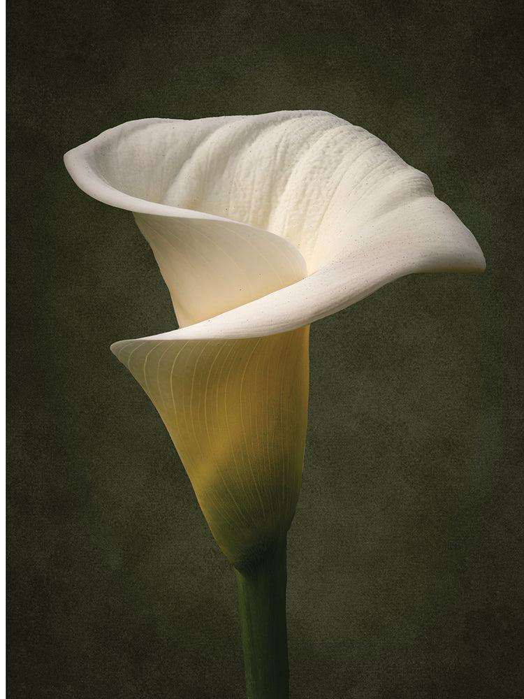 Calla Lilly,