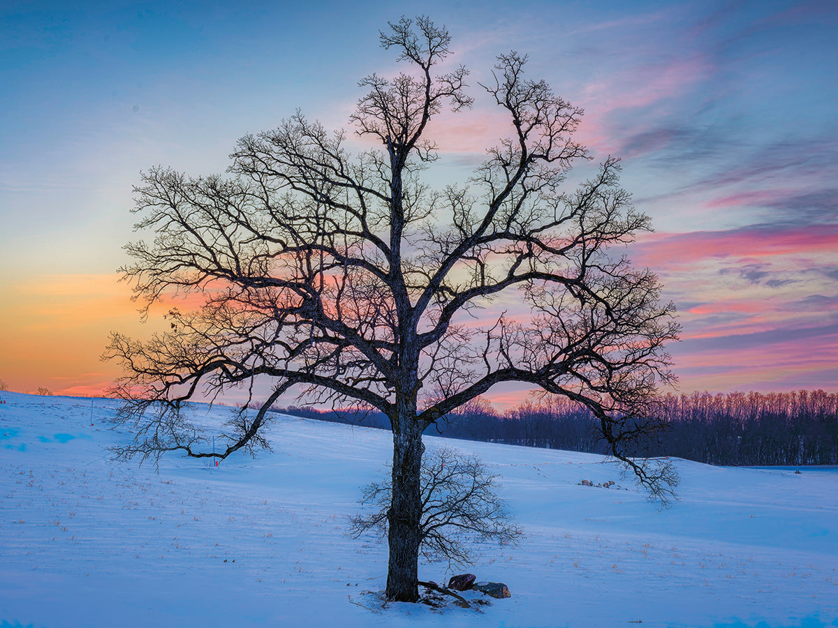 Winter beauty,
