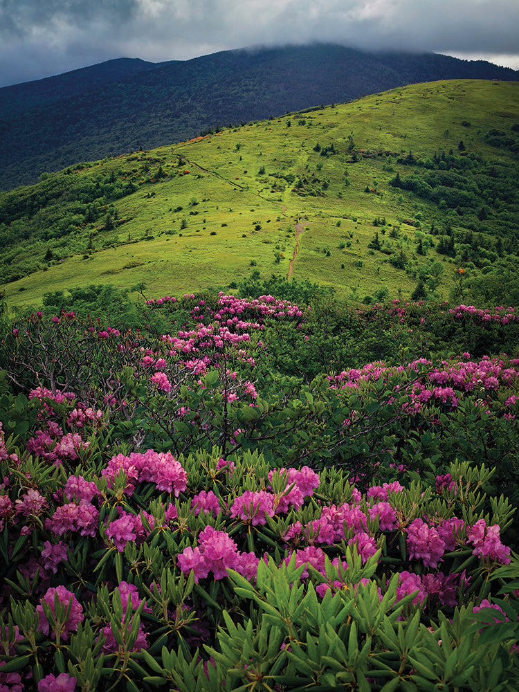Roan Mountain, Blue Ridge Mountains, North Carolina