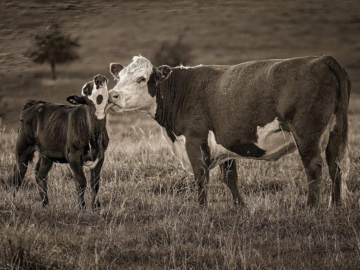 Mothers love, Iowa