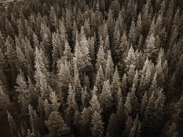 Reaching For the Sky, Canadian Rockies