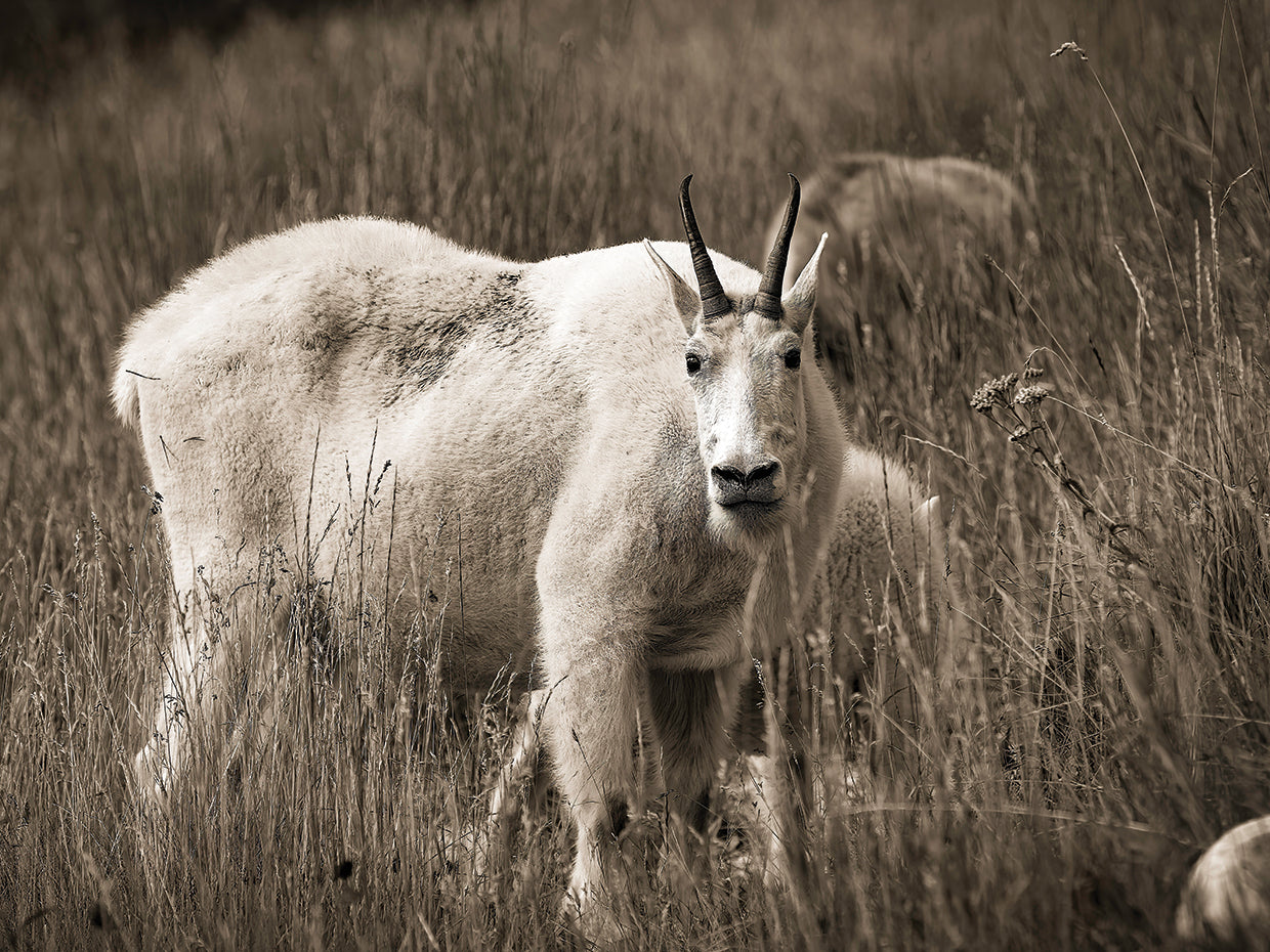 Mountain Goat, Canadian Rockies