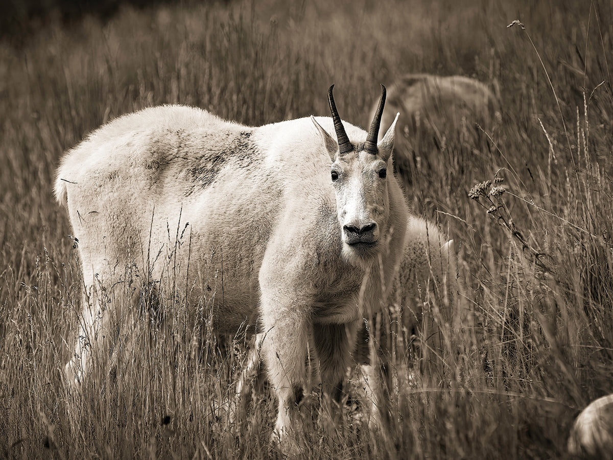 Mountain goat, Canadian Rockies