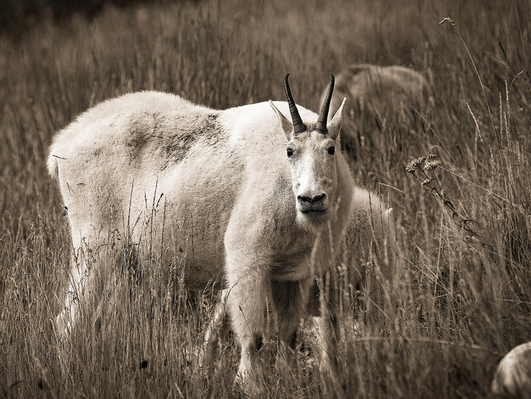 Mountain Goat, Canadian Rockies