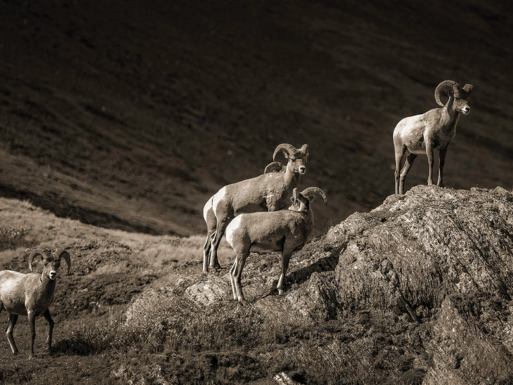 Alpha Male, Canadian Rockies