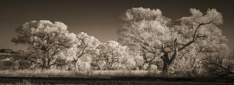 Cottonwood Grove, Skull Valley AZ