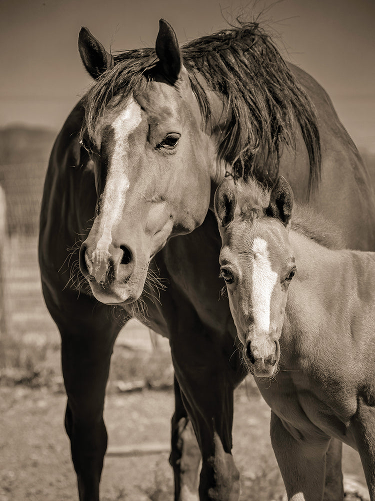 National Champion Quarter Horse and Foal, Kirkland Junction AZ