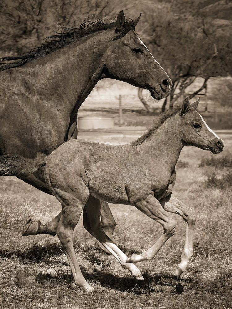 National Champion Quarter Horse and Foal, running, Kirkland Junction AZ