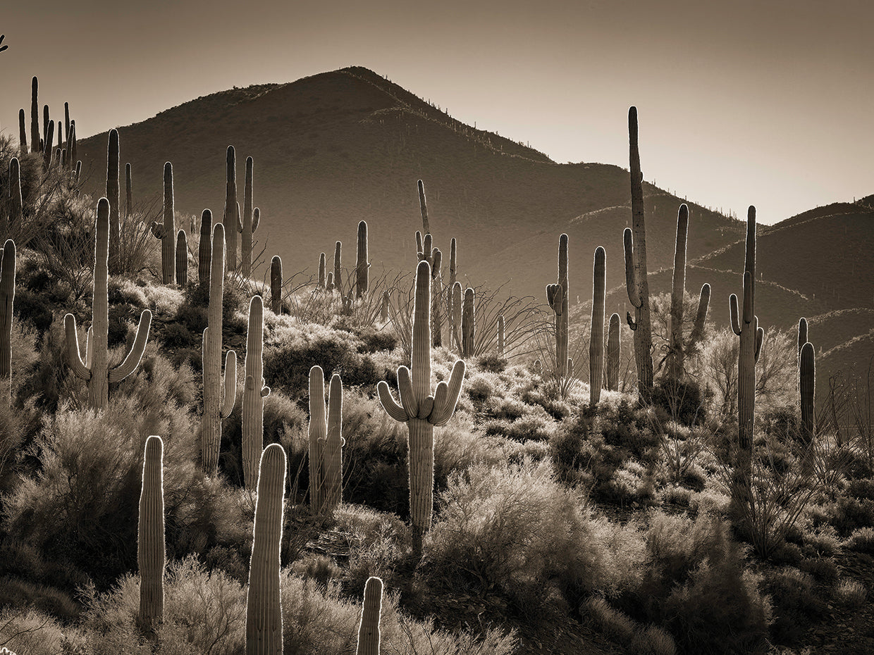 Spur Cross Ranch, Cave Creek AZ