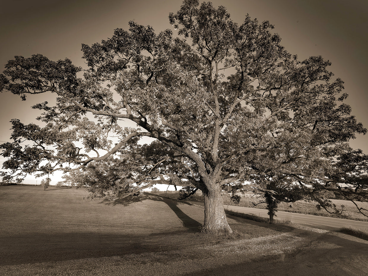 Largest Oak Tree in the County, Iowa