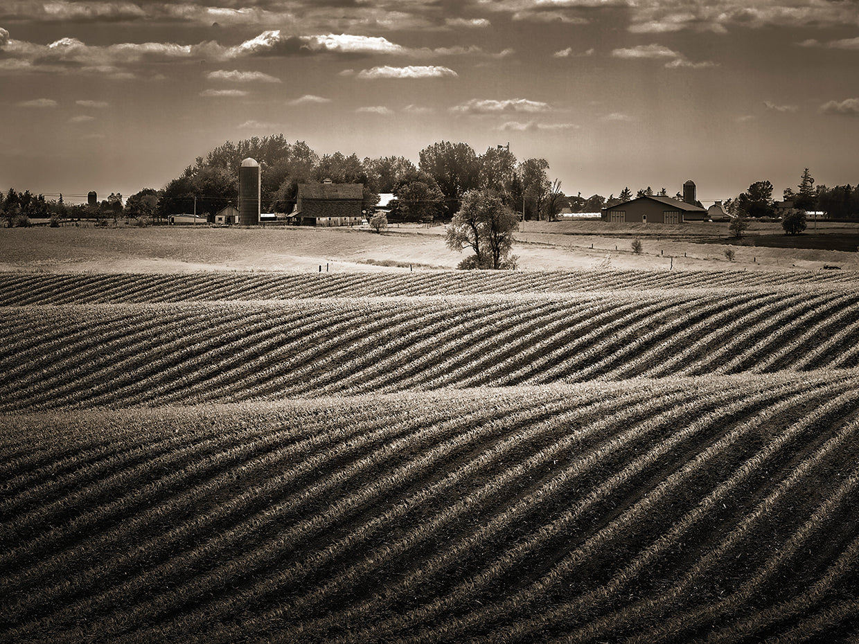 Corn rows in early spring, Kalona IA
