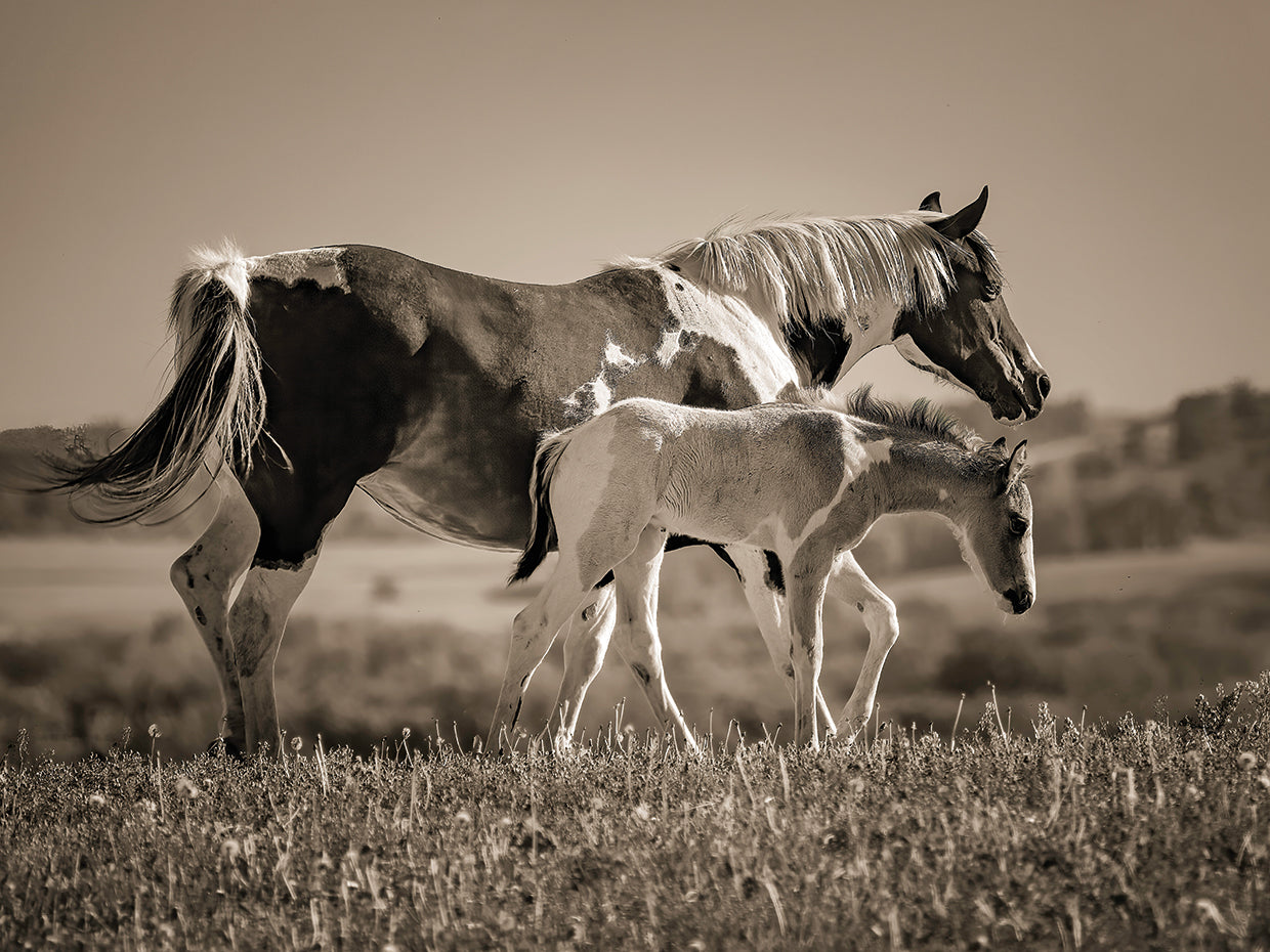 Pinto and Foal, Iowa