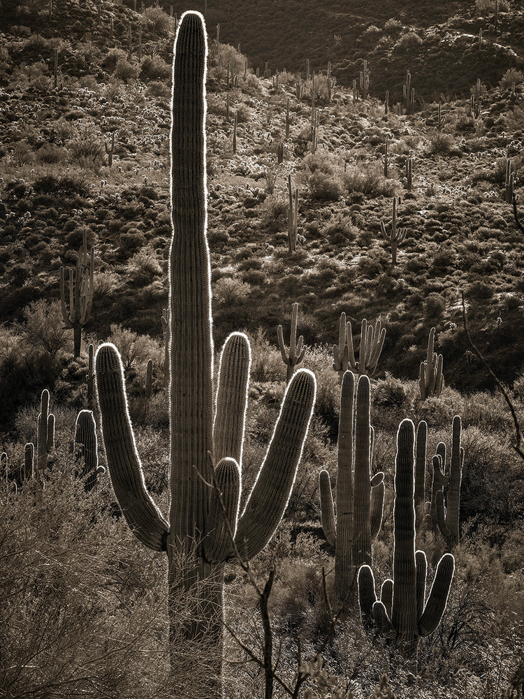 Backlit Saguaro cactus, Spur Cross Ranch, Cave Creek AZ
