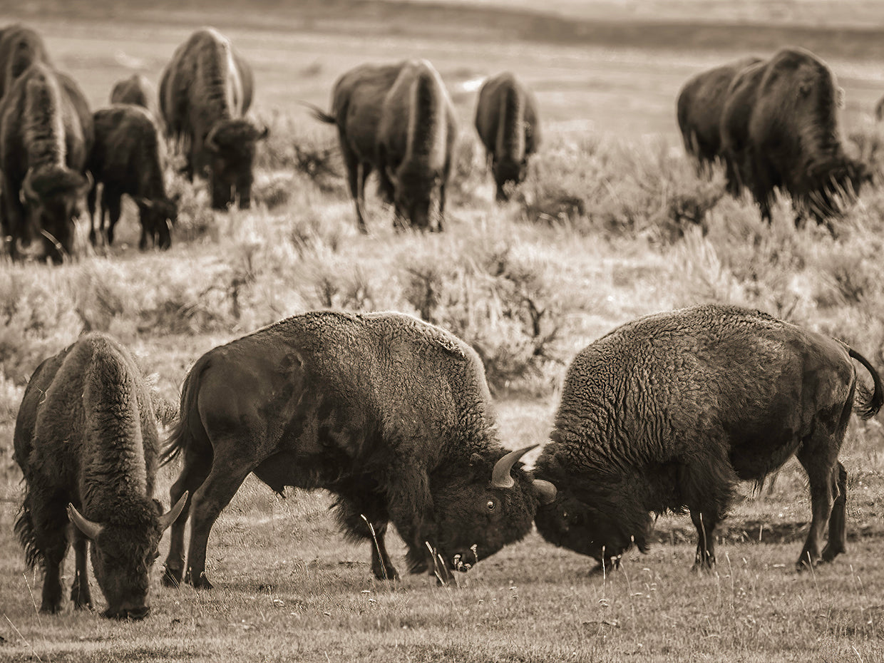 Politics, Yellowstone Natâ€™l Park