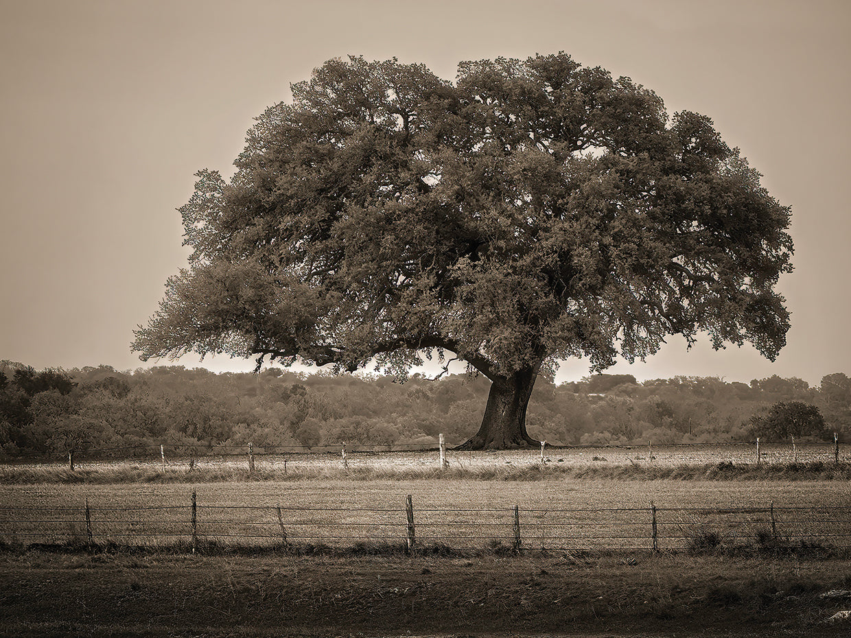 Live Oak, Texas Hill Country