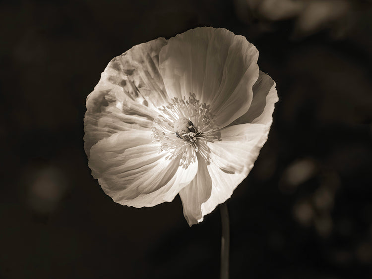 Poppy,