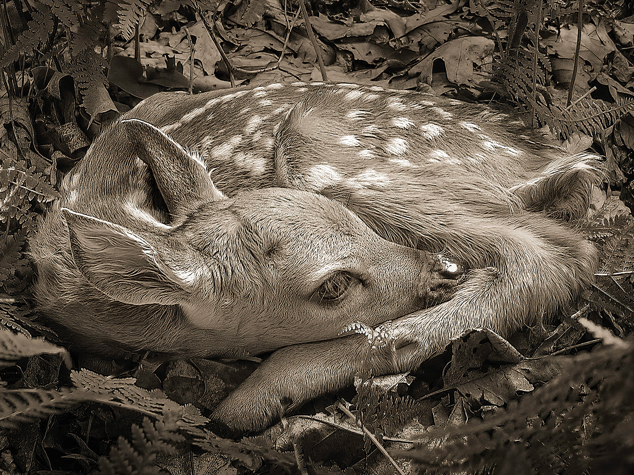 Newborn fawn, Blue Ridge Mountains NC