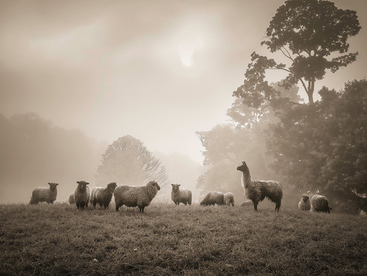 Llama protecting sheep, Vermont