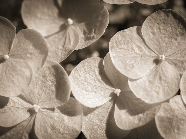 Hydrangea flower,