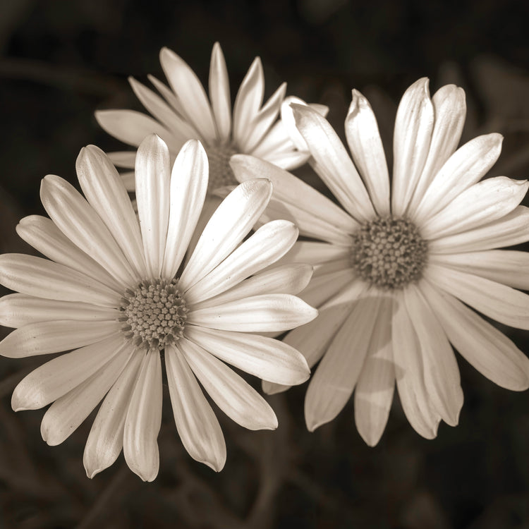 Daisies,