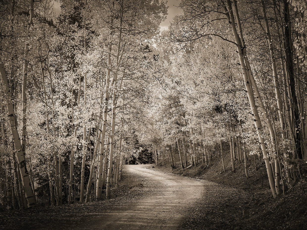 Aspen road, Southwestern Colorado