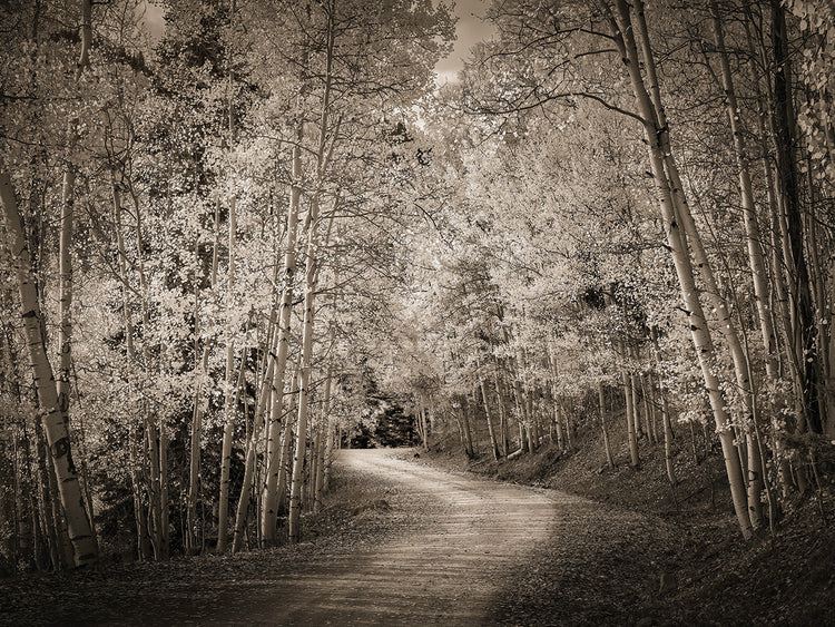 Aspen road, Southwestern Colorado