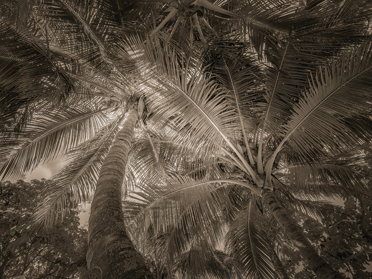 Palm textures, Naples FL
