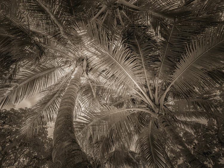 Palm textures, Naples FL