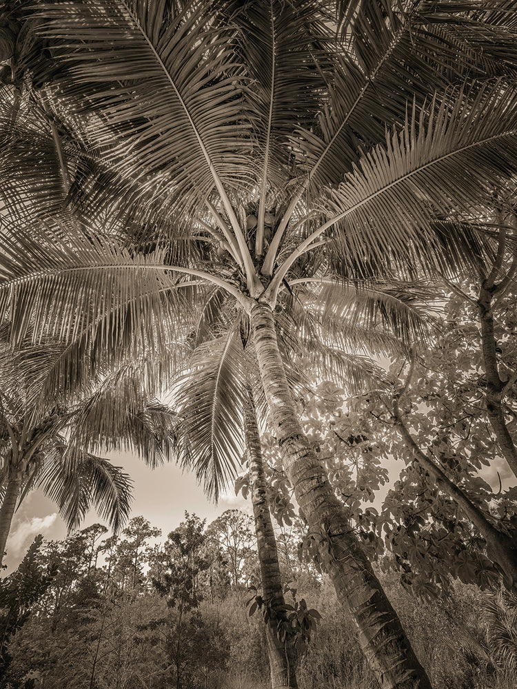 Palm Textures, Naples FL