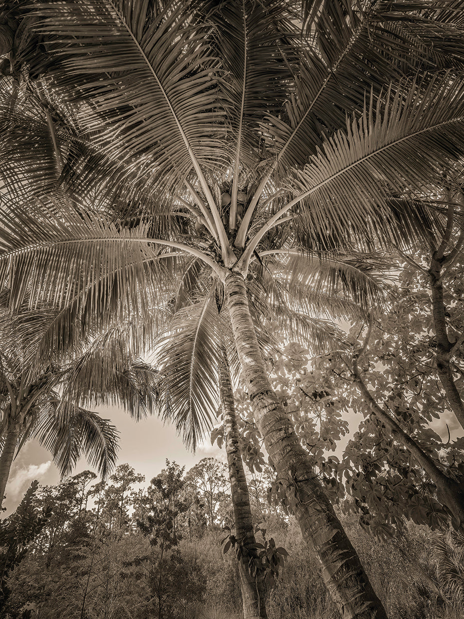 Palm Textures, Naples FL