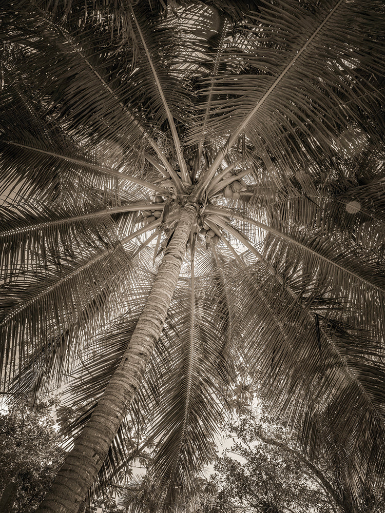 Palm Textures, Naples FL