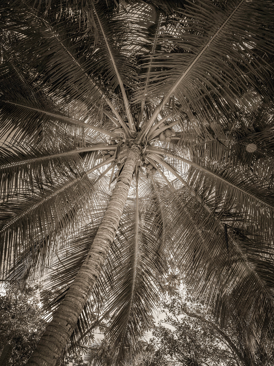 Palm Textures, Naples FL