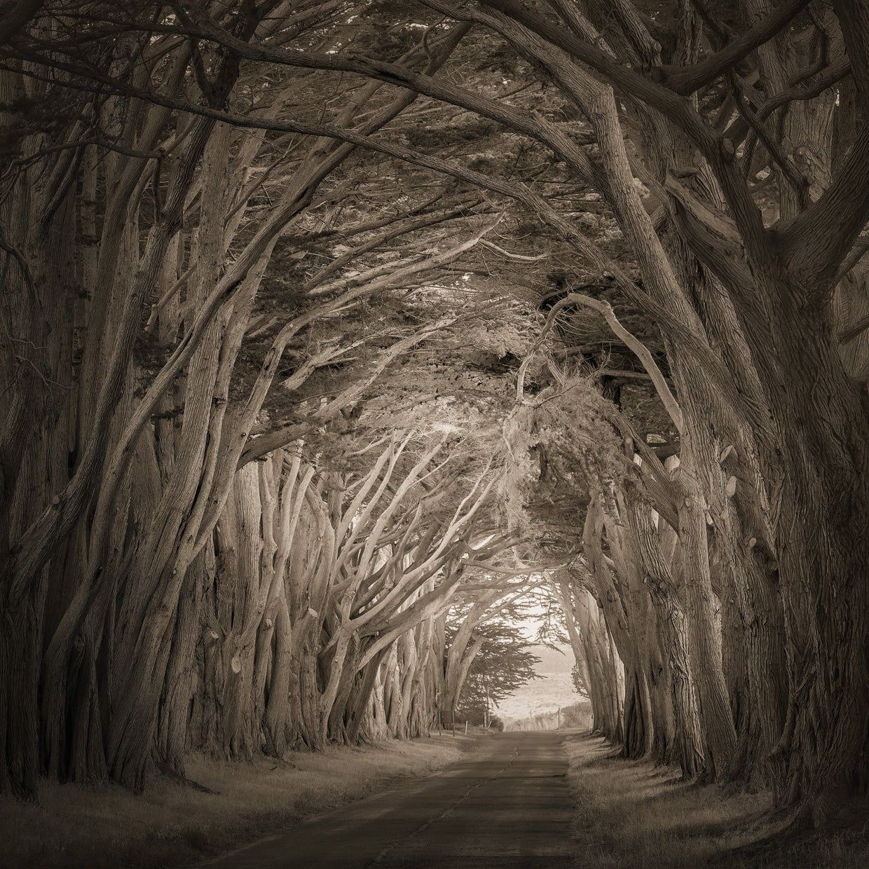 Tunnel of trees, Point Reyes National Seashore, CA