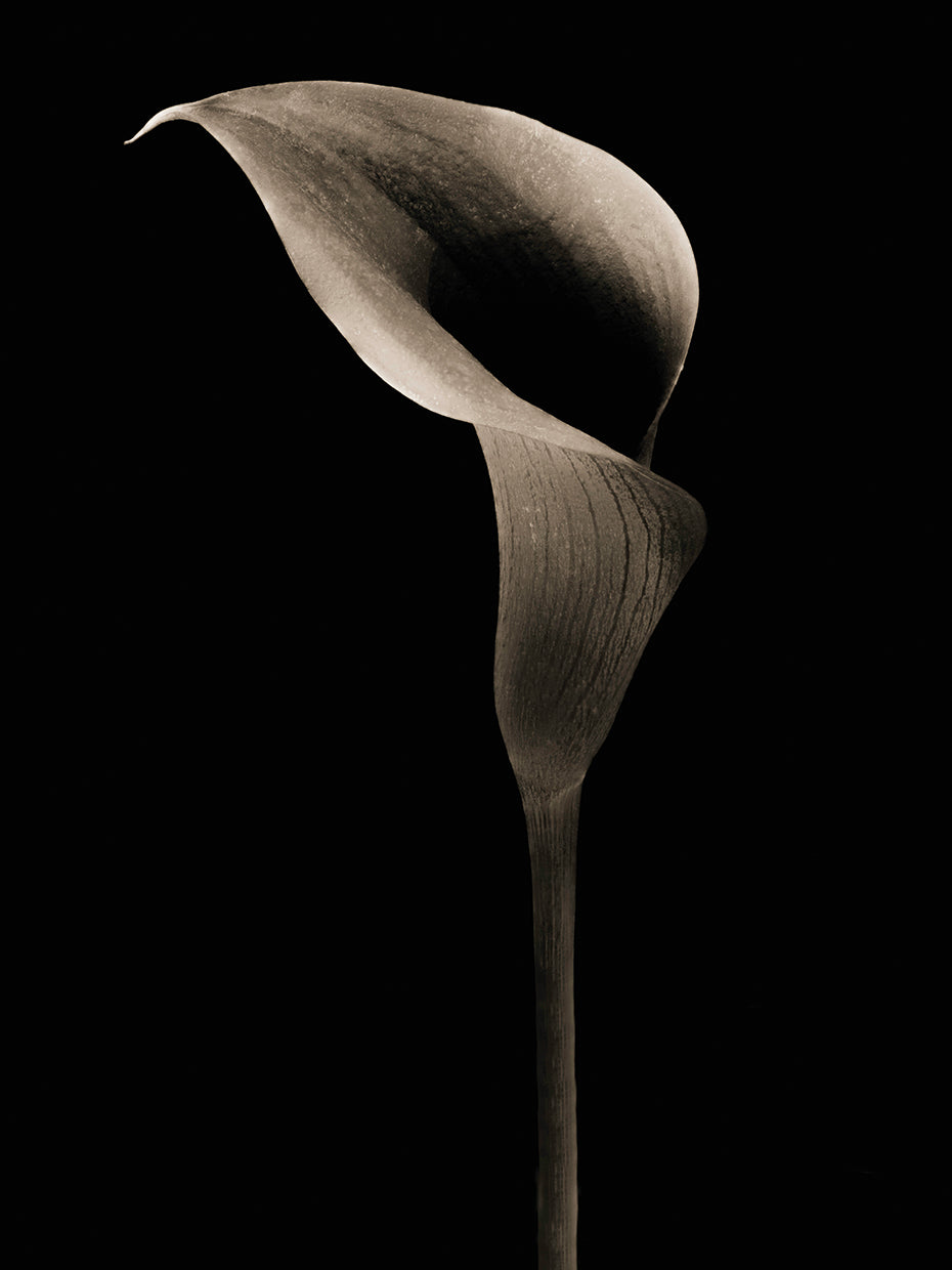 Calla Lilly, Calfornia