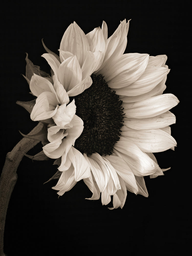 Sunflower Portrait,