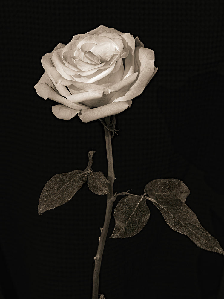 Rose Portrait,