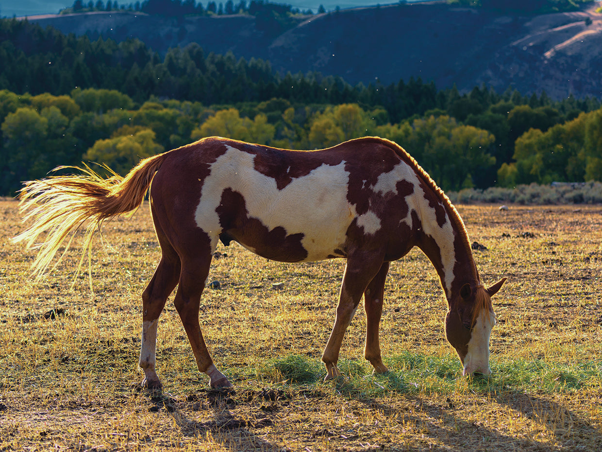 Lone Stallion